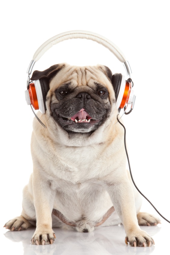 Pug wearing headphones